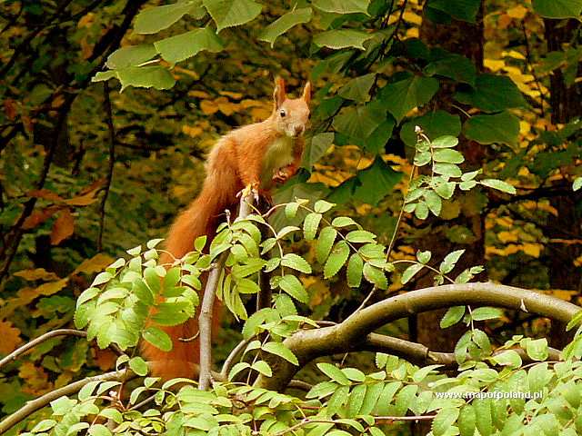 Red Squirrel in Kalisz - Photo 70/119