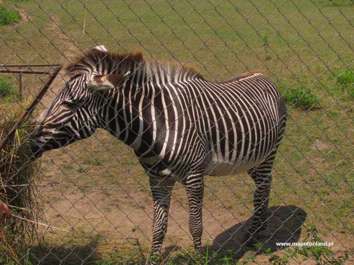 Plains Zebra at ZOO in Poznan - Photo 124/247