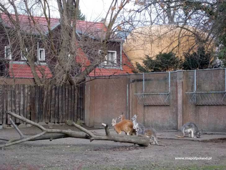 ZOO in Wroclaw - Photo 341/345